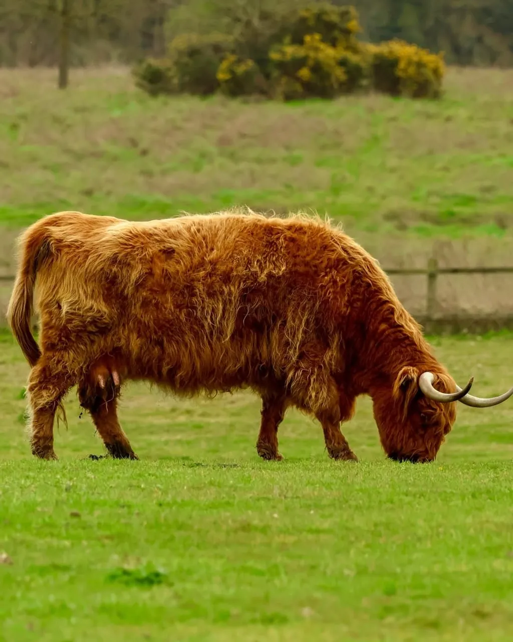 Majestic Highland Cow Grazing Peacefully in Lush Spring Pasture