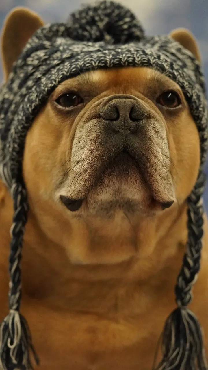 Adorable French Bulldog in Winter Beanie Portrait