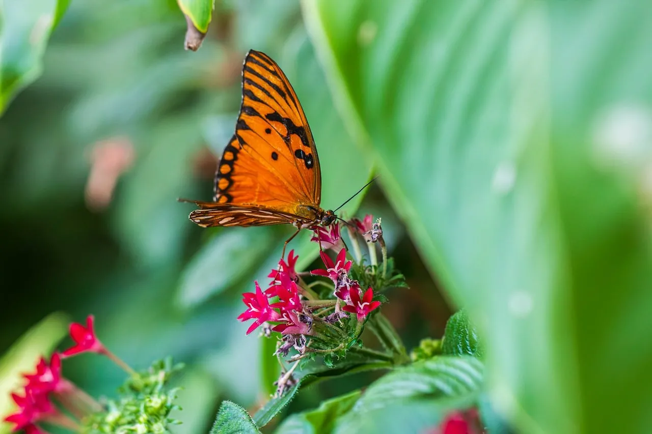 Vibrant Orange Butterfly Alights on Pink Blooms in Lush Garden