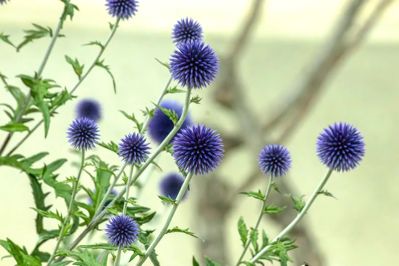 Vibrant Thistle Blooms: Captivating Purple Spheres in Summer Garden