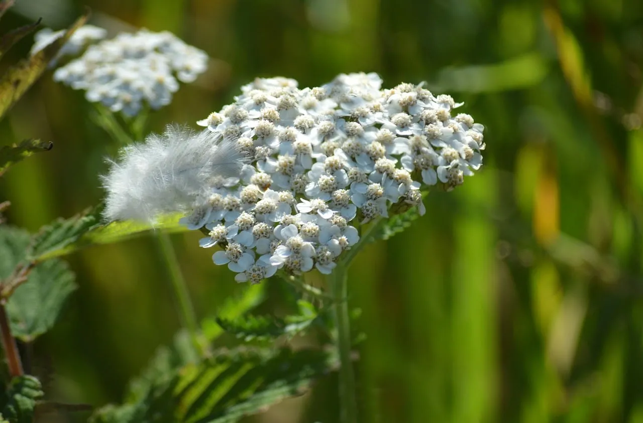 Delicate White Yarrow Blossom Adorned with a Soft Feather