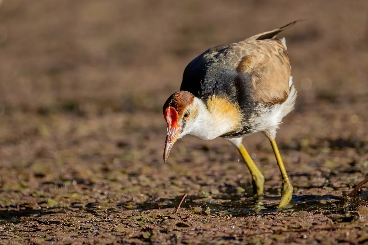 Vibrant Comb-crested Jacana Foraging in Australian Wetlands