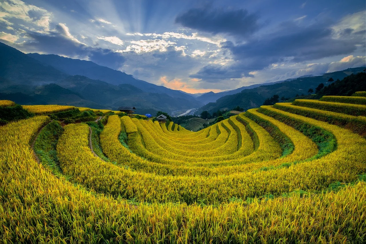 Breathtaking Golden Terraces: Vietnam's Mù Cang Chải Dawn