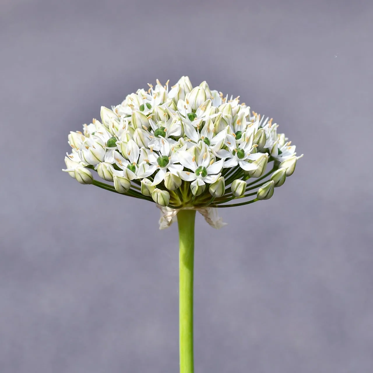 Stunning White Allium: Macro Beauty in a Garden Bloom