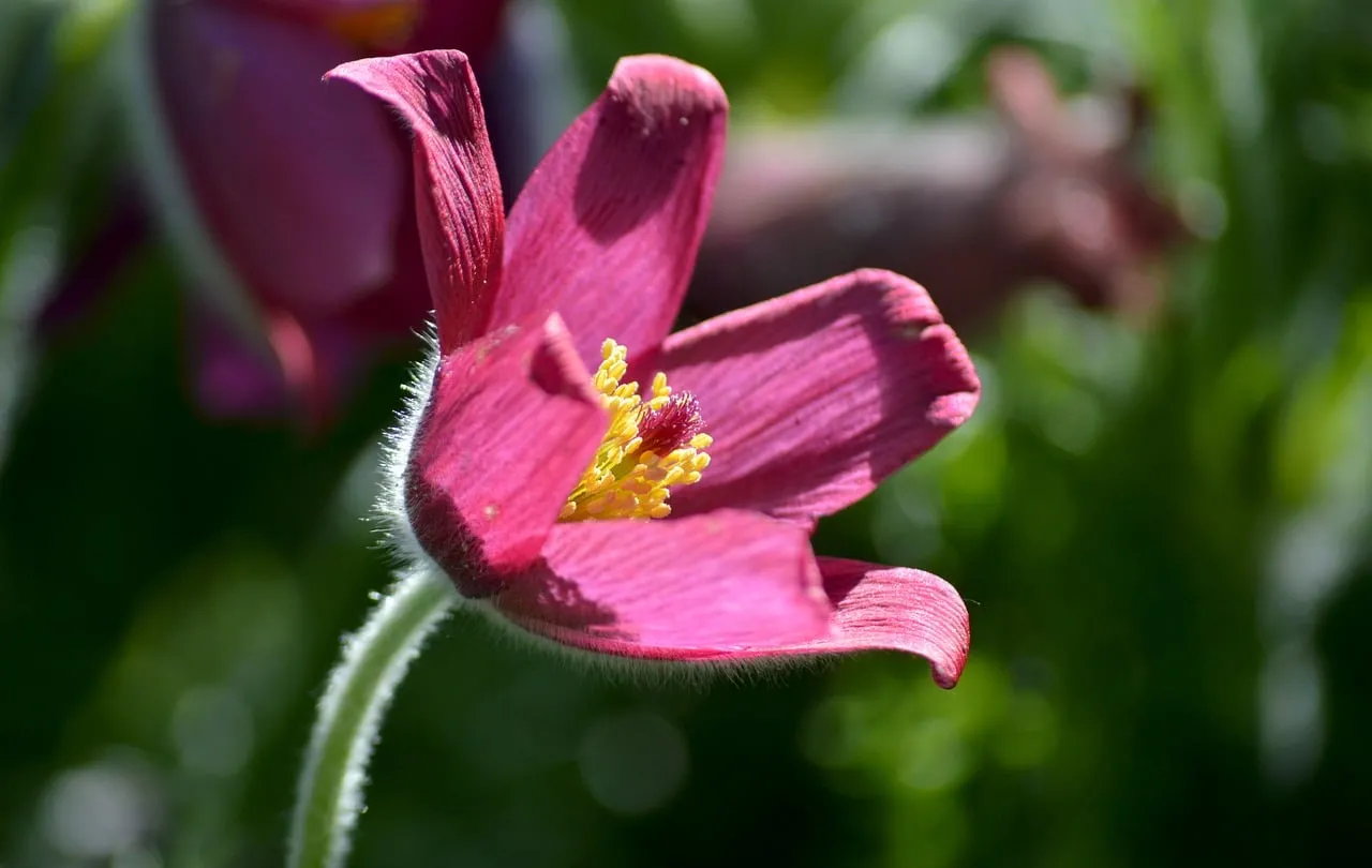 Vibrant Pulsatilla: Spring's Delicate Purple Bloom