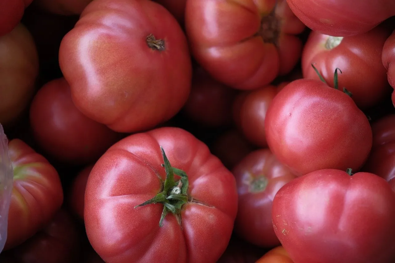 Vibrant Red Harvest: Fresh, Healthy Organic Tomatoes