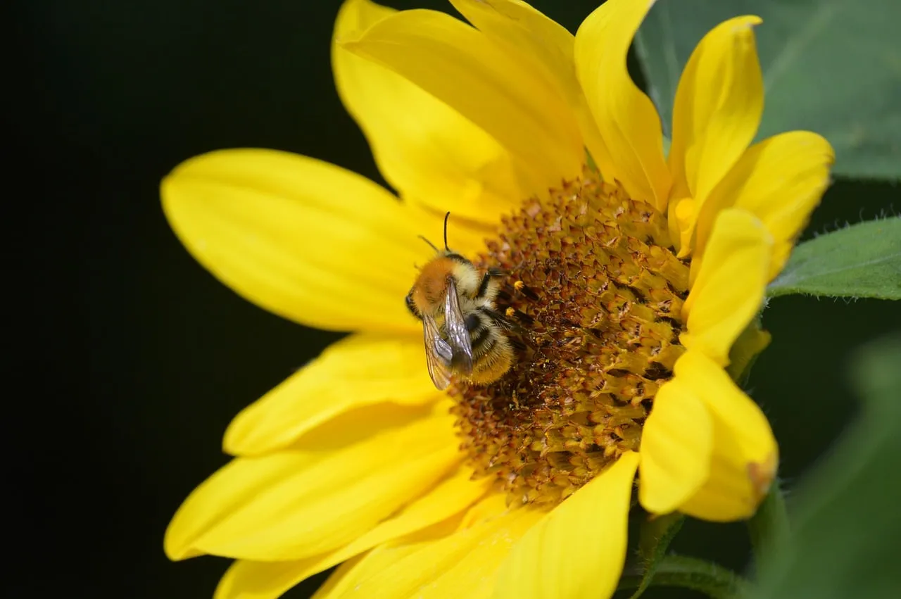 Vibrant Summer: Bumblebee Nectaring on a Bright Sunflower