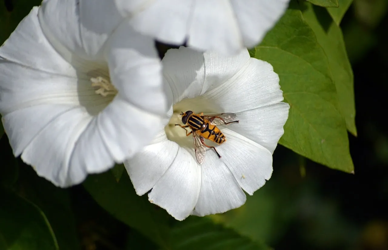 Vibrant Hoverfly Pollinating Pristine White Bindweed Flower