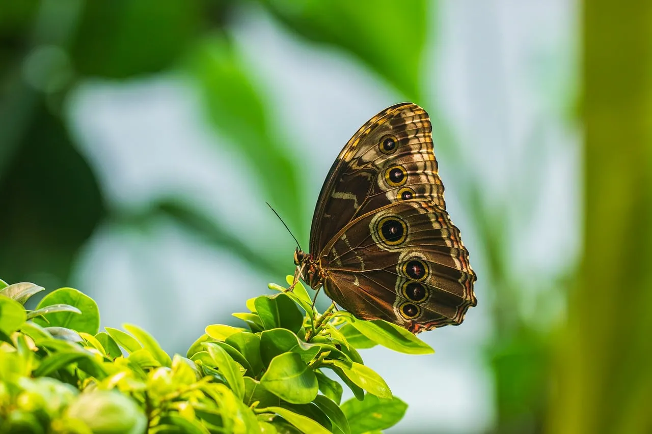 Stunning Morpho Butterfly Macro on Vibrant Green Leaves