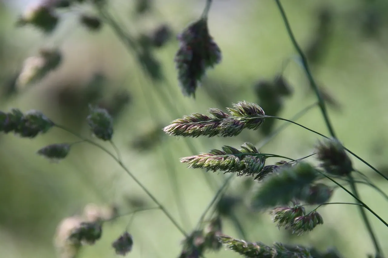 Delicate Summer Grasses: Nature's Soft Whisper