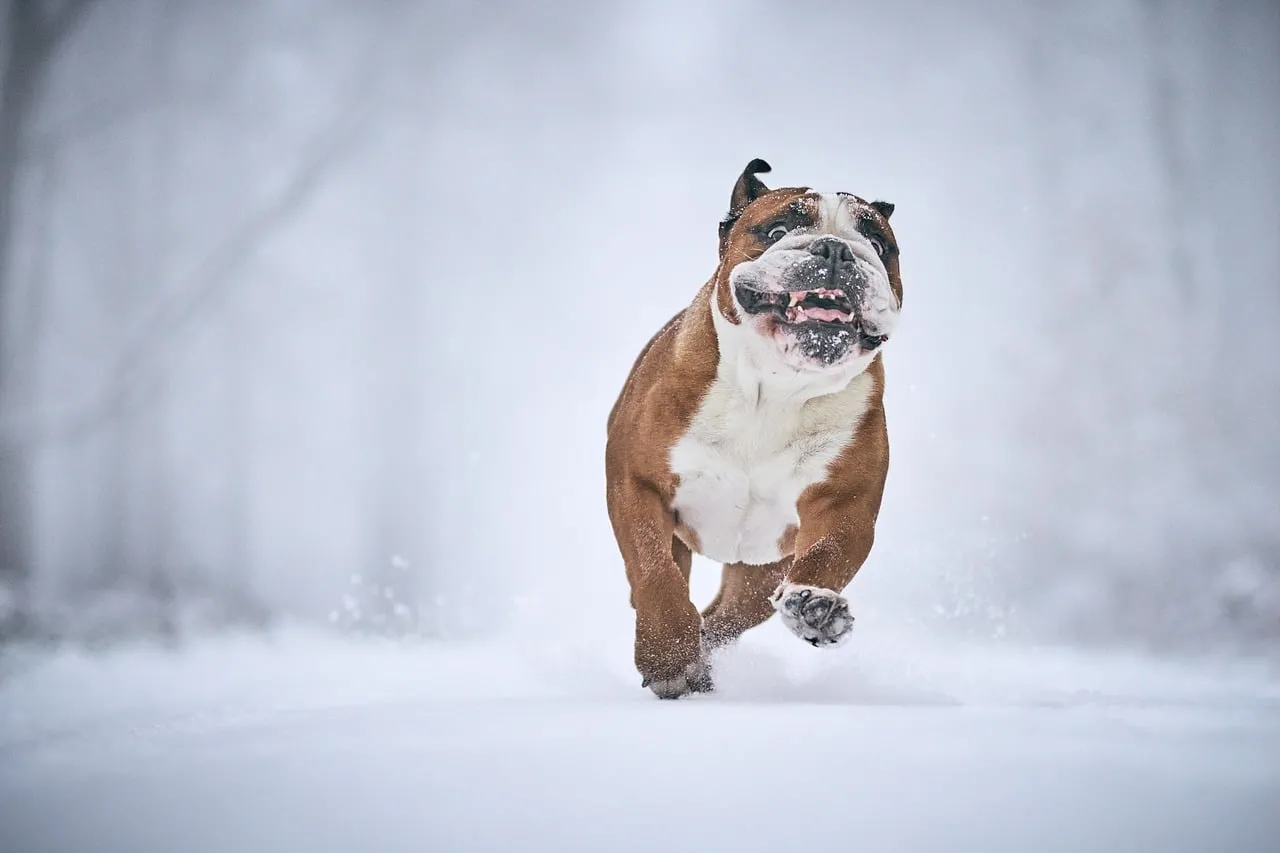 Joyful English Bulldog Romps Through Winter Snow