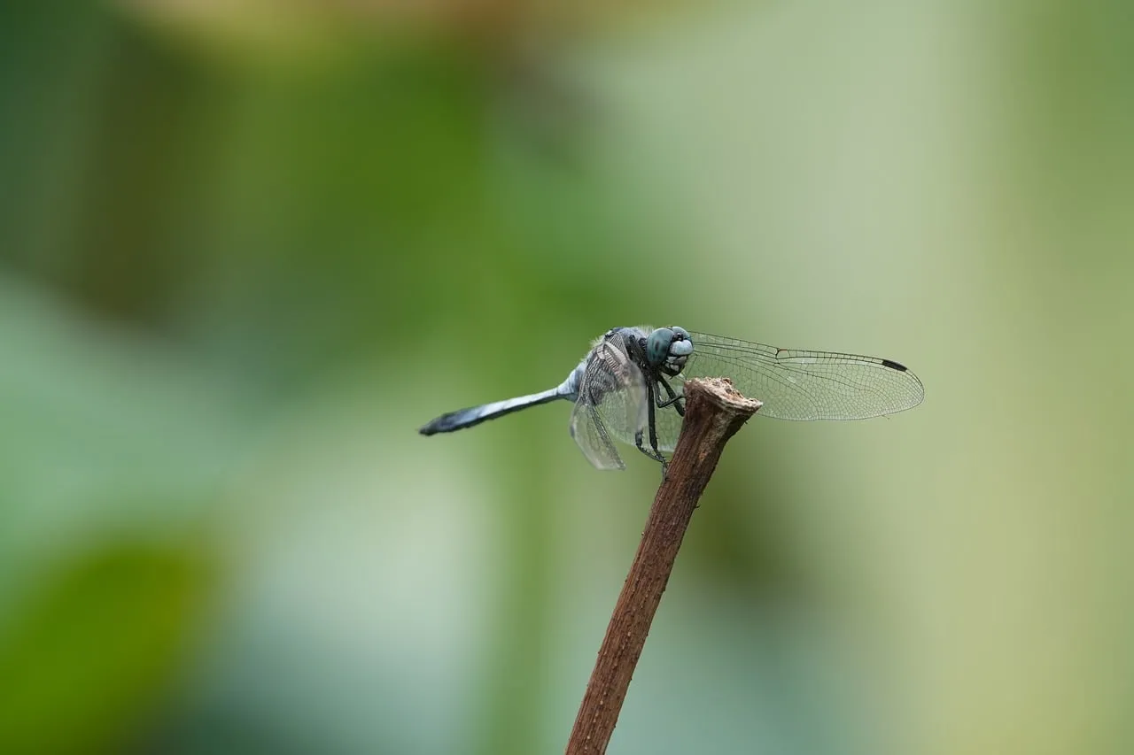 Stunning Blue Dragonfly Perched on a Twig in Nature's Embrace