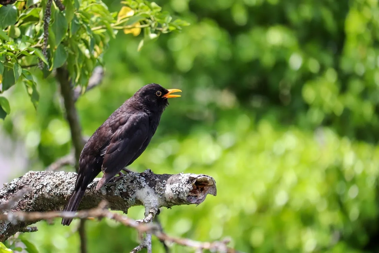Vibrant Songbird: Blackbird Singing in Lush Green Nature