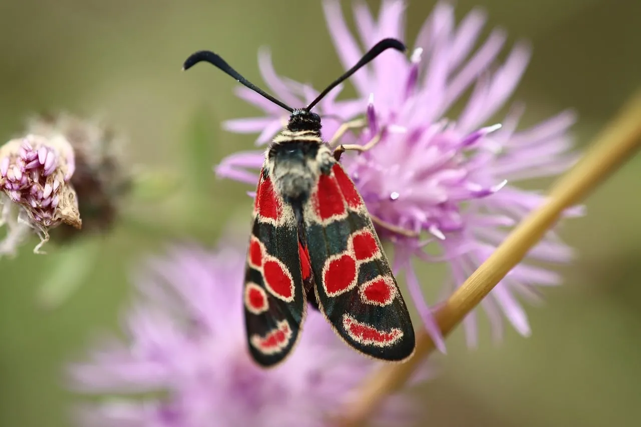 Vibrant Esparset Moth: A Dazzling Red and Black Wildflower Visitor
