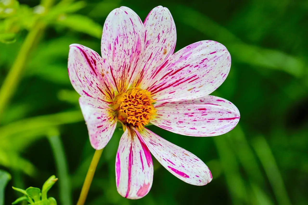 Stunning Speckled Cosmos: A Macro Blossom's Beauty