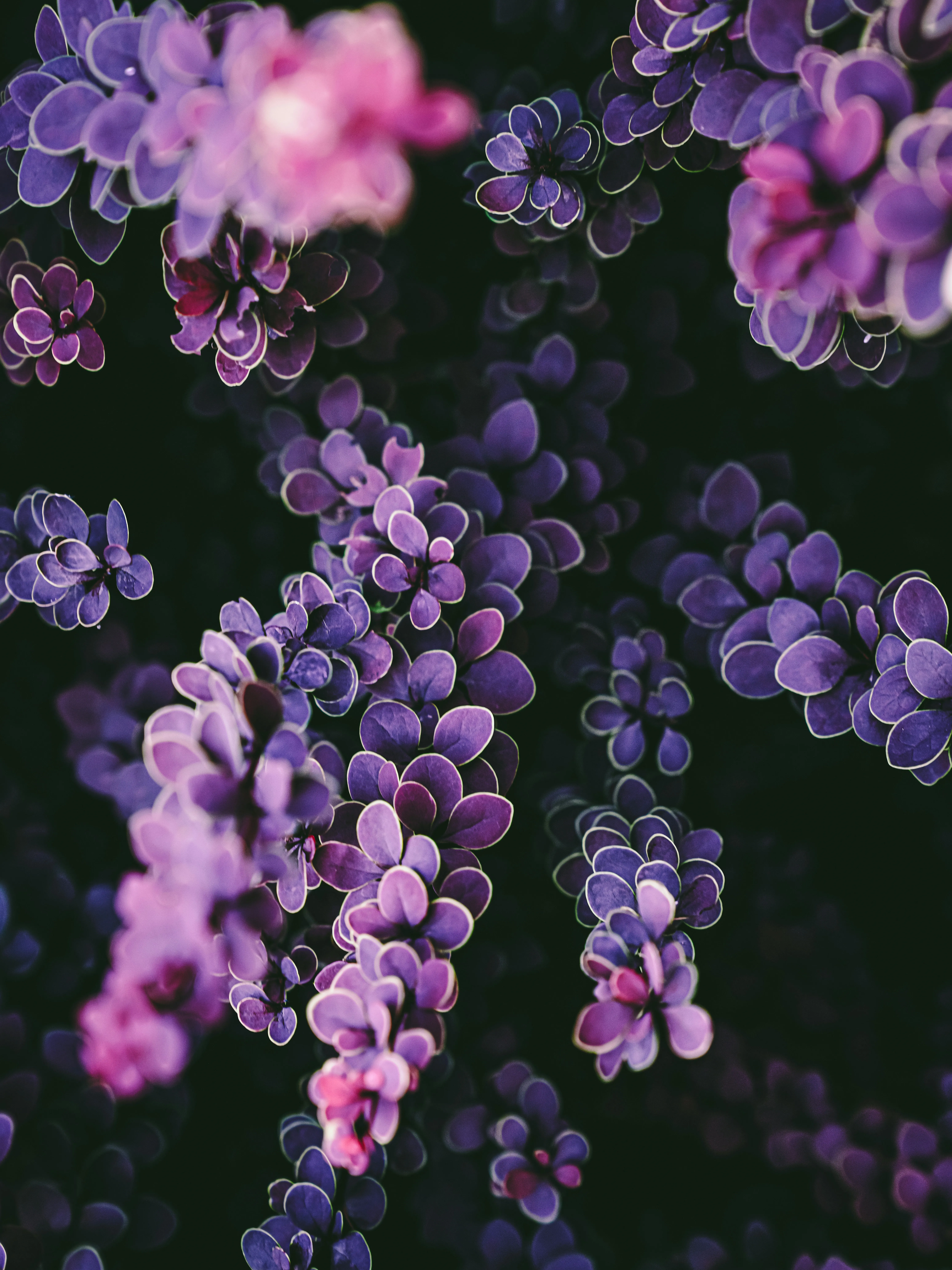 Vibrant Purple Barberry Leaves Against a Dark Backdrop