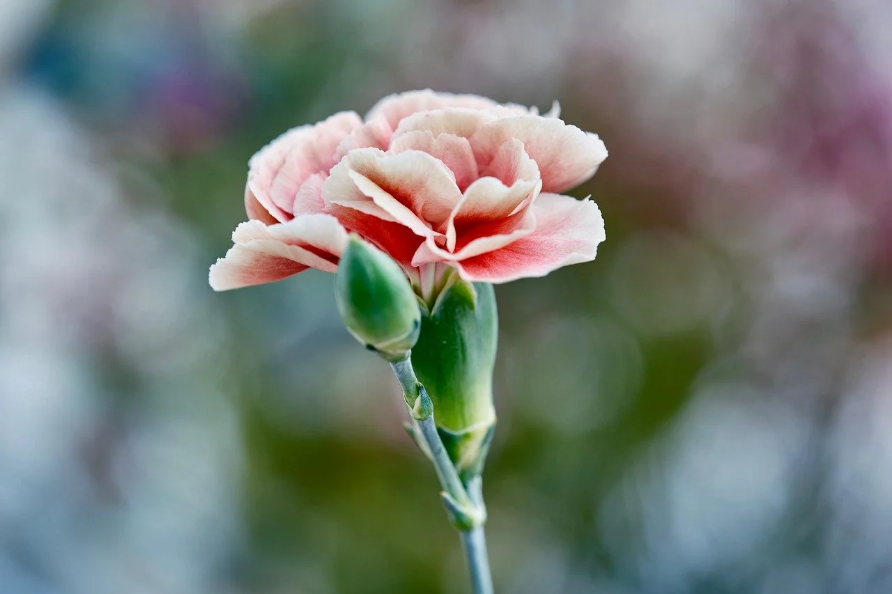 Vibrant Pink Carnation Bloom with Gentle Bokeh Background