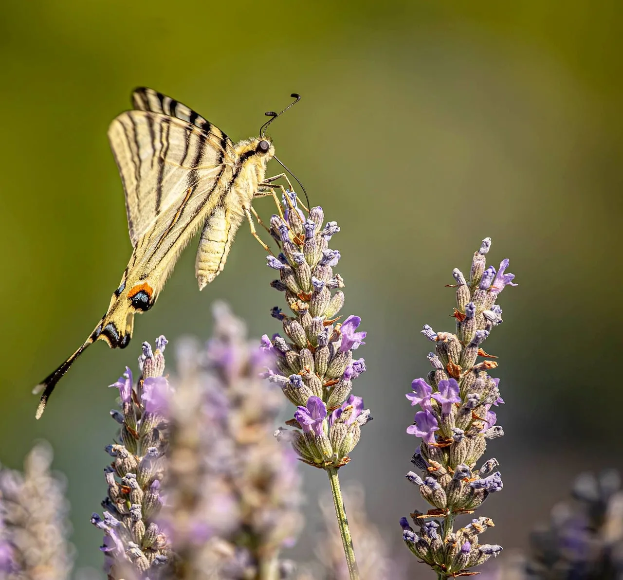 Vibrant Scarce Swallowtail Butterfly on Blooming Lavender