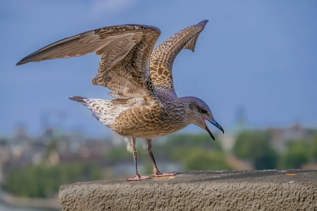 Majestic Seabird: Young Gull Spreading Its Wings on the Coast