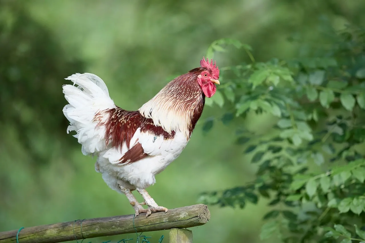 Majestic Rooster Perched: Countryside Charm in Vivid Detail