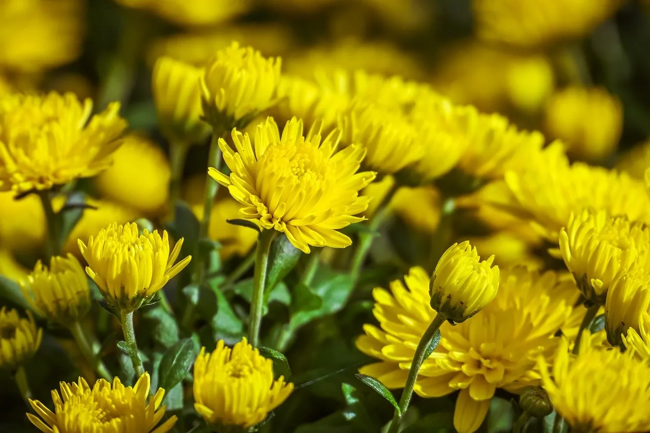 Vibrant Golden Chrysanthemums: A Burst of Summer Beauty