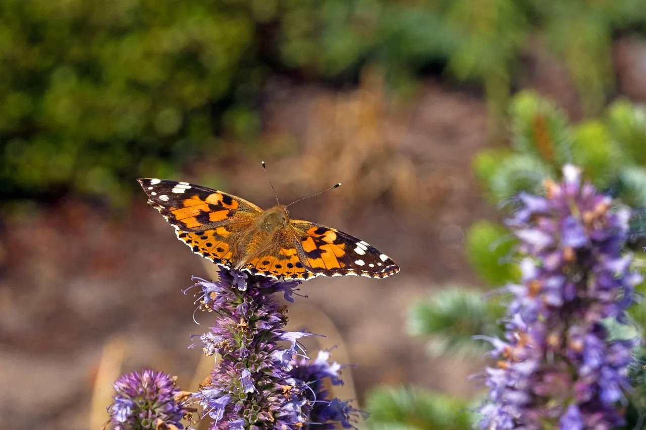 Vibrant Painted Lady Butterfly on Purple Bloom