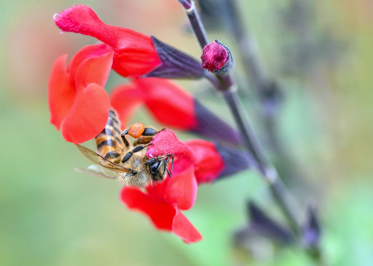 Vibrant Bloom: Bee Pollinating Red Salvia