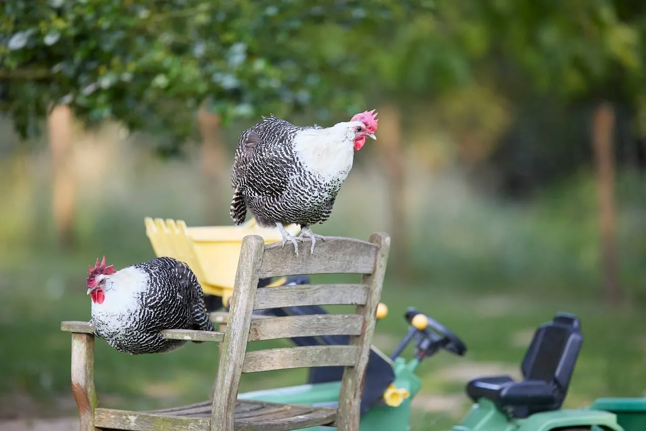 Charming Braekel Chickens: Backyard Farm Life in Serene Nature