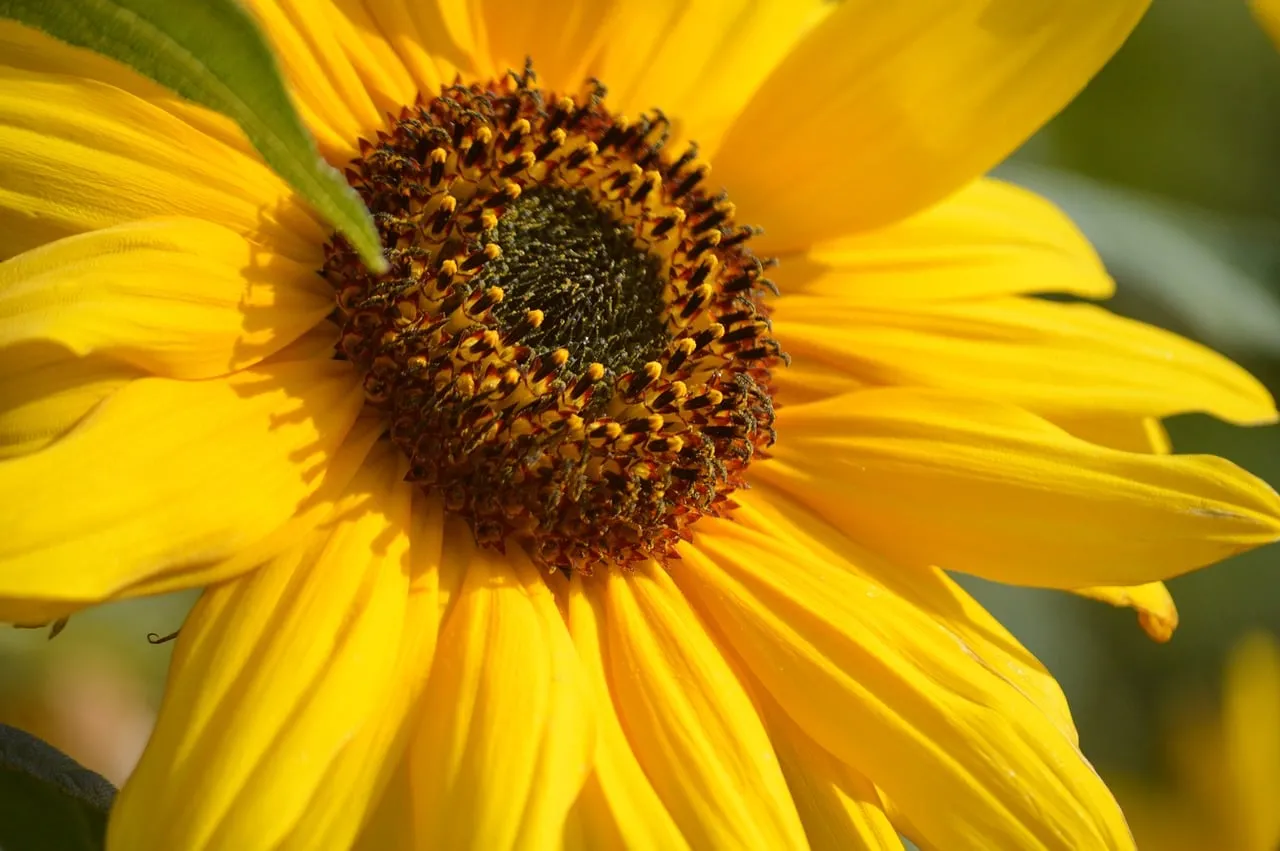 Vibrant Sunflower Close-Up: Summer's Golden Radiance