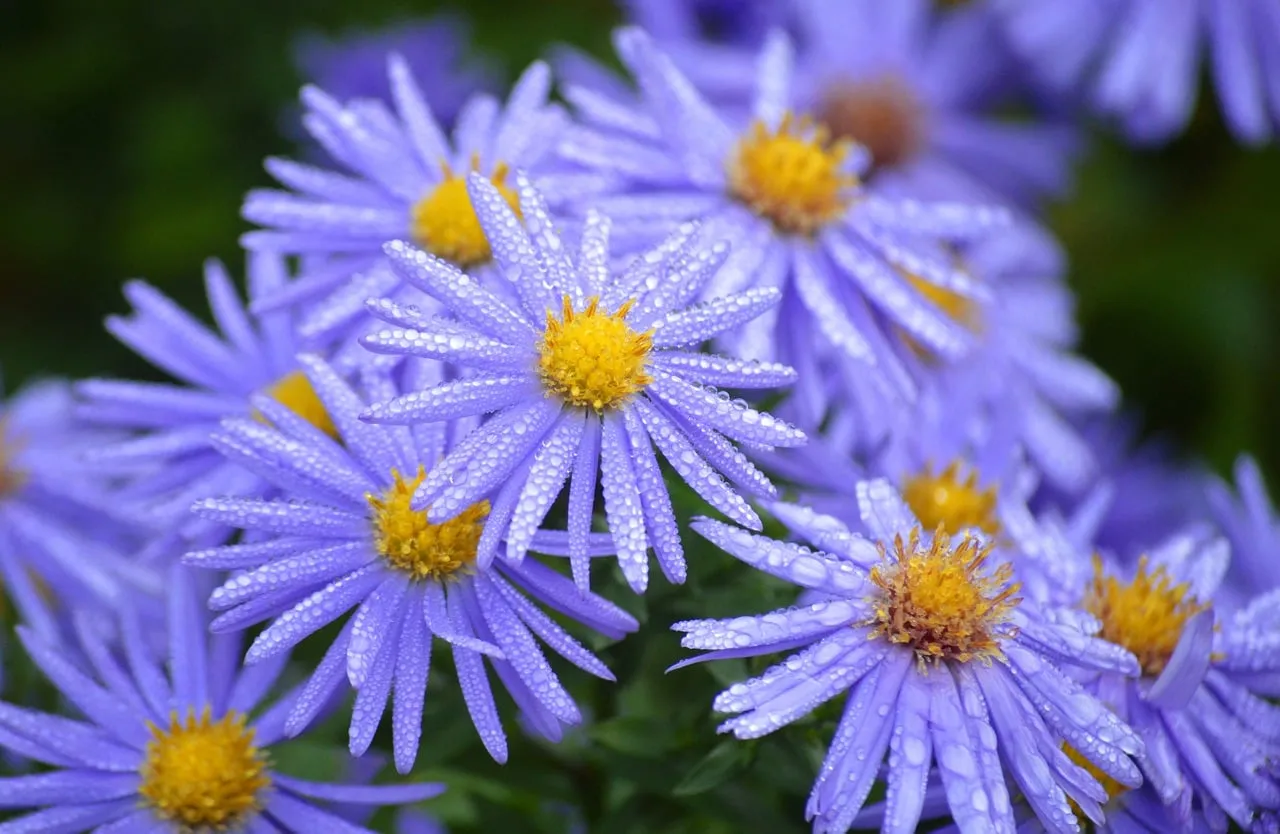 Vibrant Purple Asters: Morning Dew Drops on Autumn Blooms