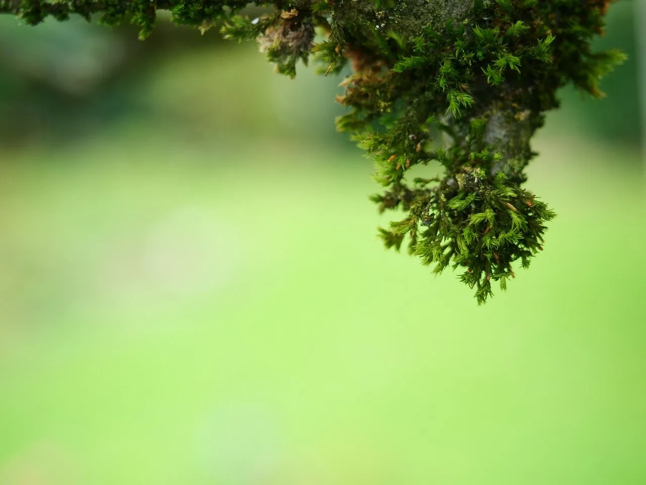 Vibrant Green Moss: Nature's Intricate Close-up Wallpaper