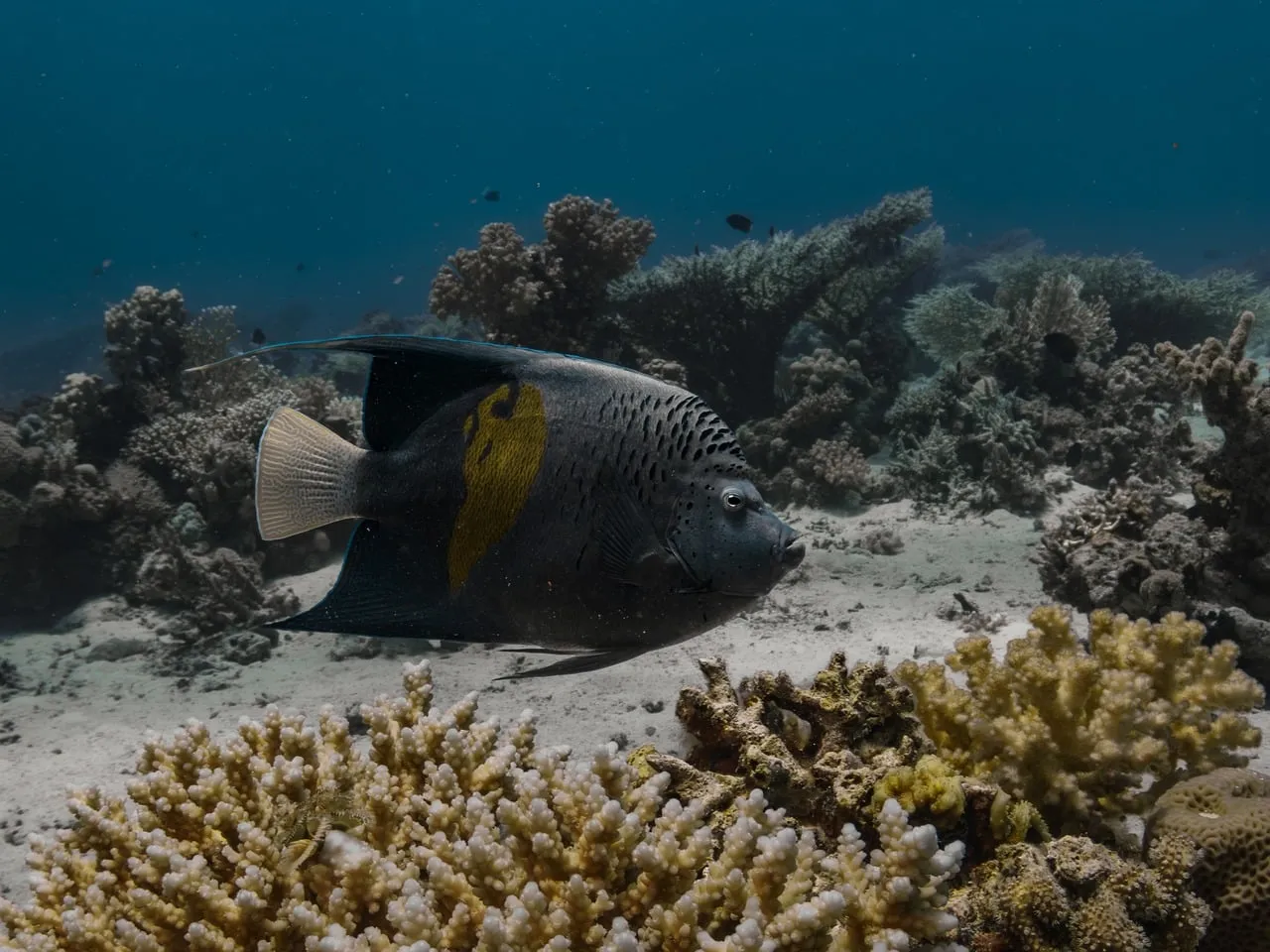 Vibrant Yellowbar Angelfish Gliding Through a Pristine Coral Reef