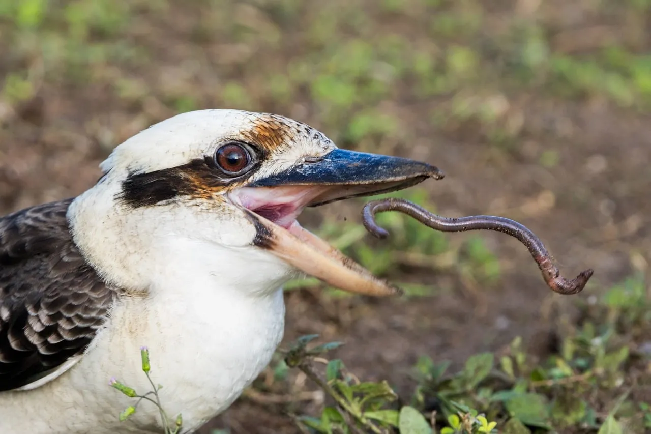 Kookaburra's Catch: A Wildlife Feeding Frenzy