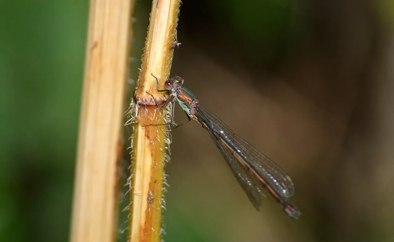 Vibrant Willow Emerald Damselfly Perched on a Dry Stem