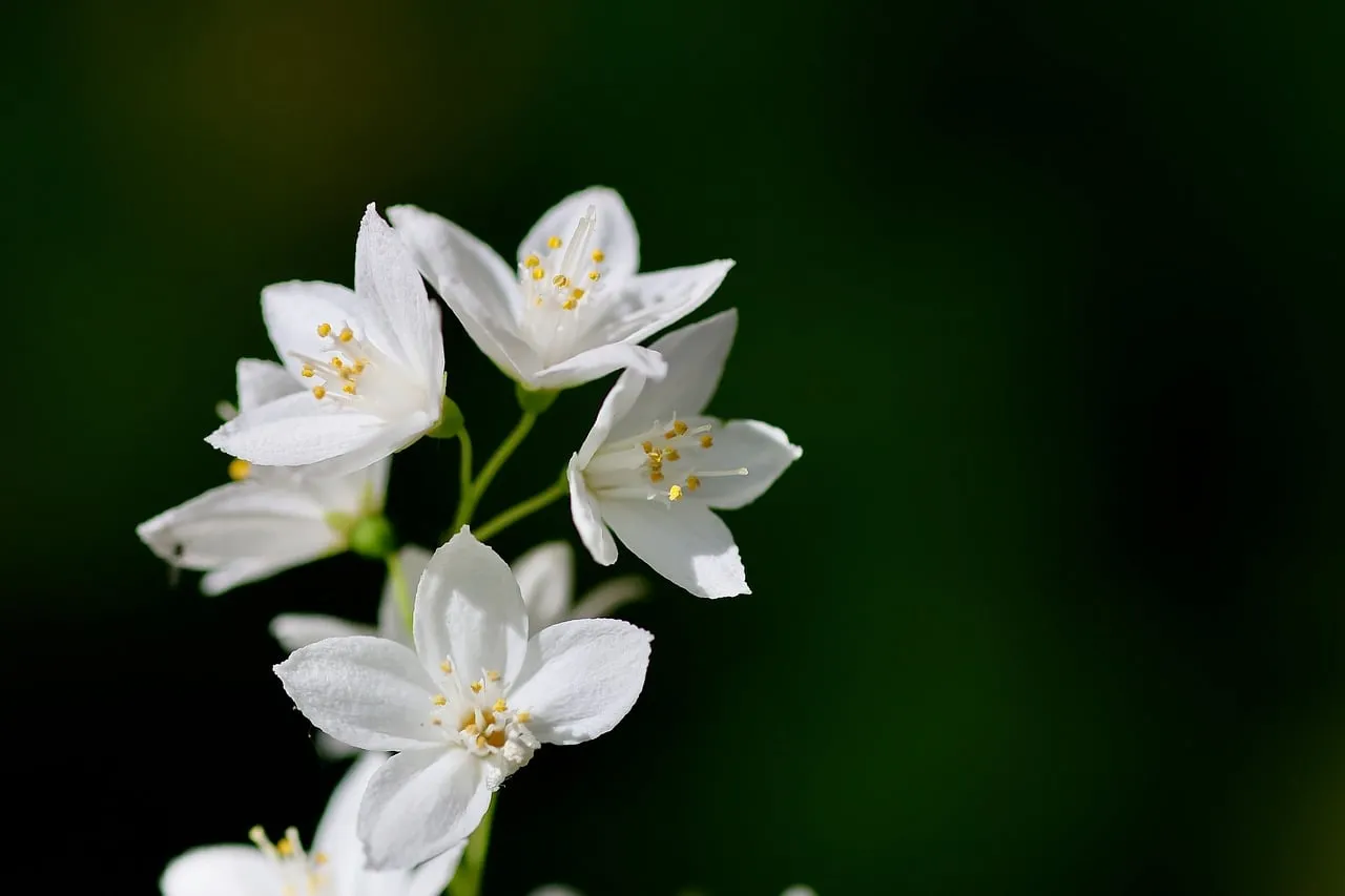 Delicate White Deutzia: A Vision of Spring Tranquility