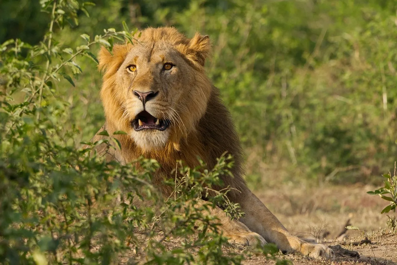 Majestic African Lion King: Golden Mane in Wild Safari