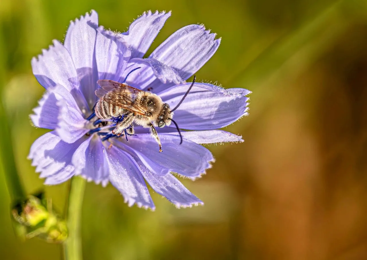 Vibrant Blue Chicory Blossom with Busy Bee