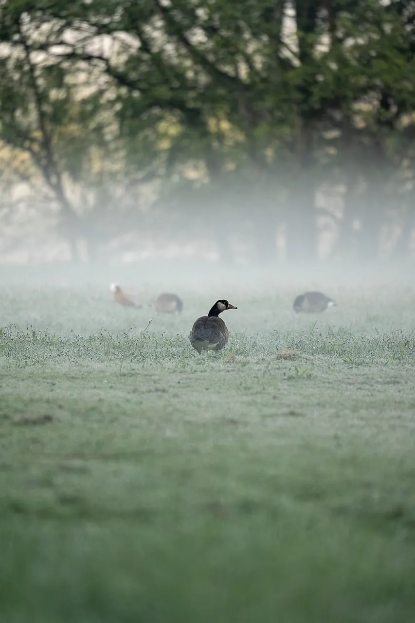 Misty Morning Meadow: Geese in Atmospheric Dawn Glow