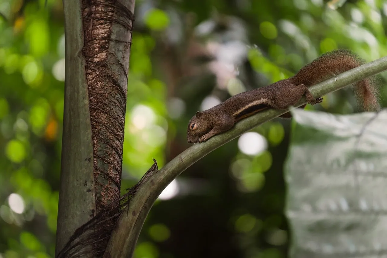 Charming Squirrel Stretching on Palm Branch