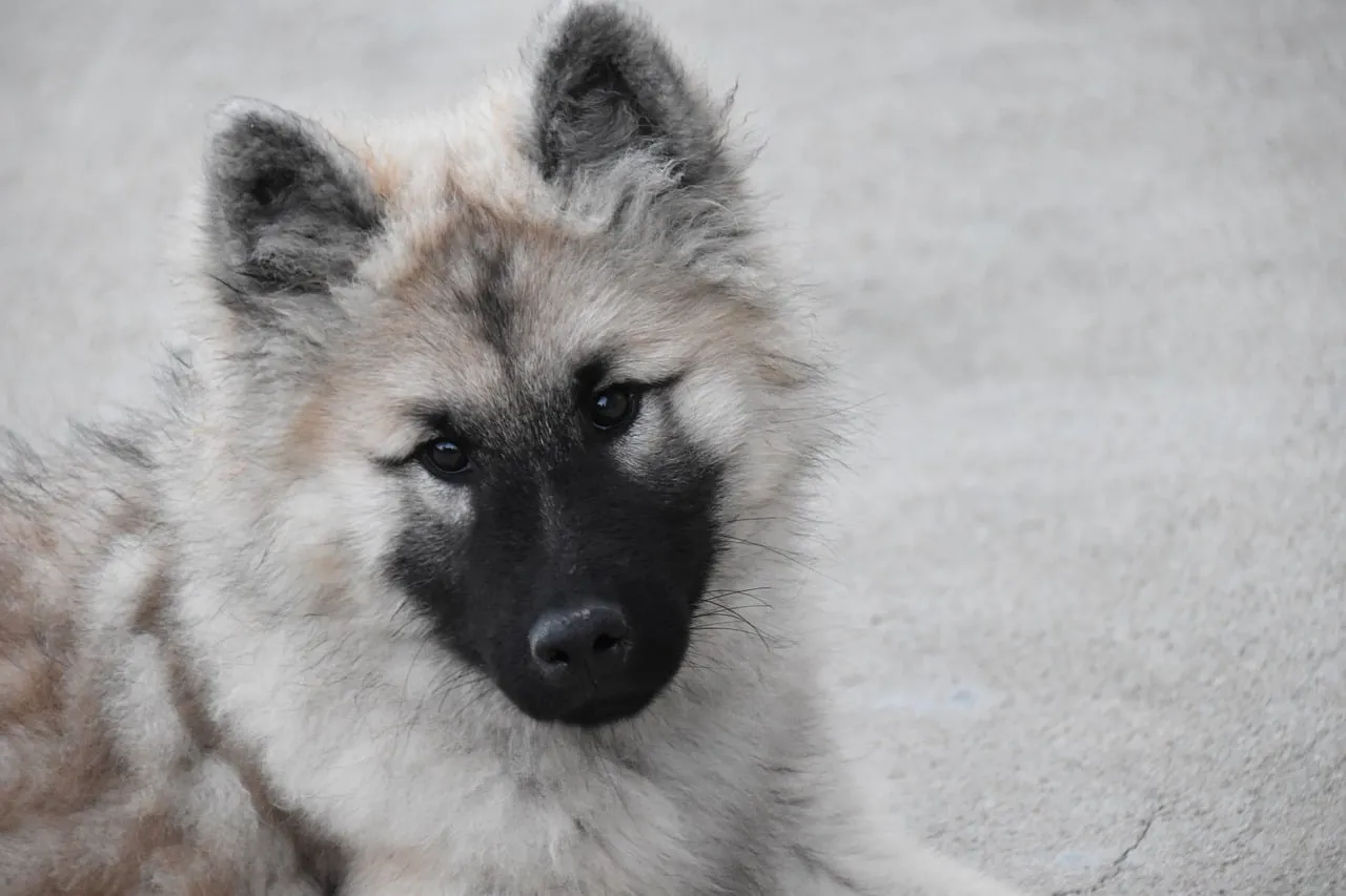 Enchanting Eurasier Puppy: Adorable Canine Portrait
