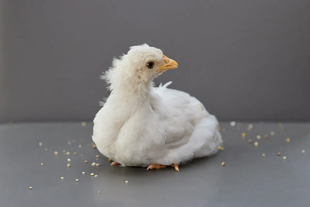 Adorable Fluffy White Chick: A Charming Studio Portrait
