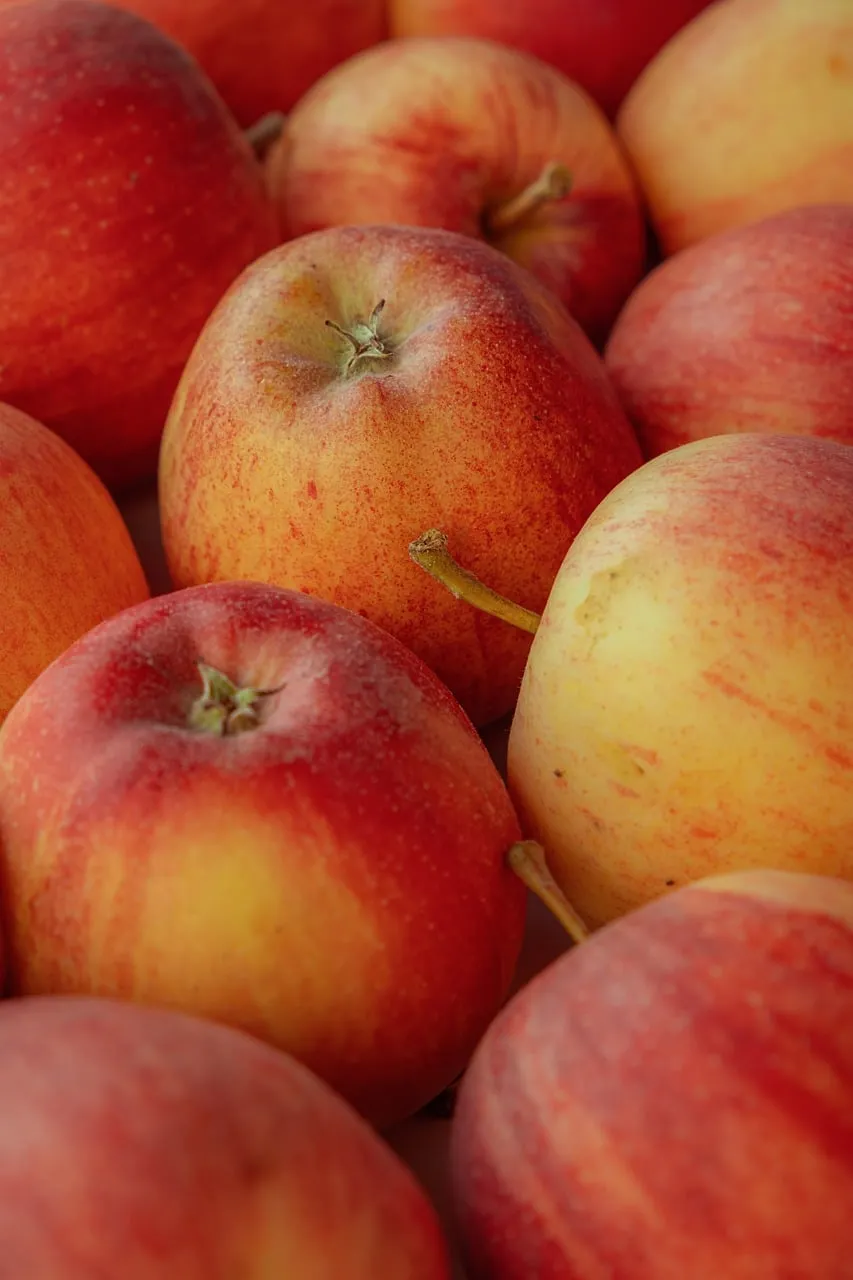Vibrant Organic Apples: A Harvest of Healthy Delights