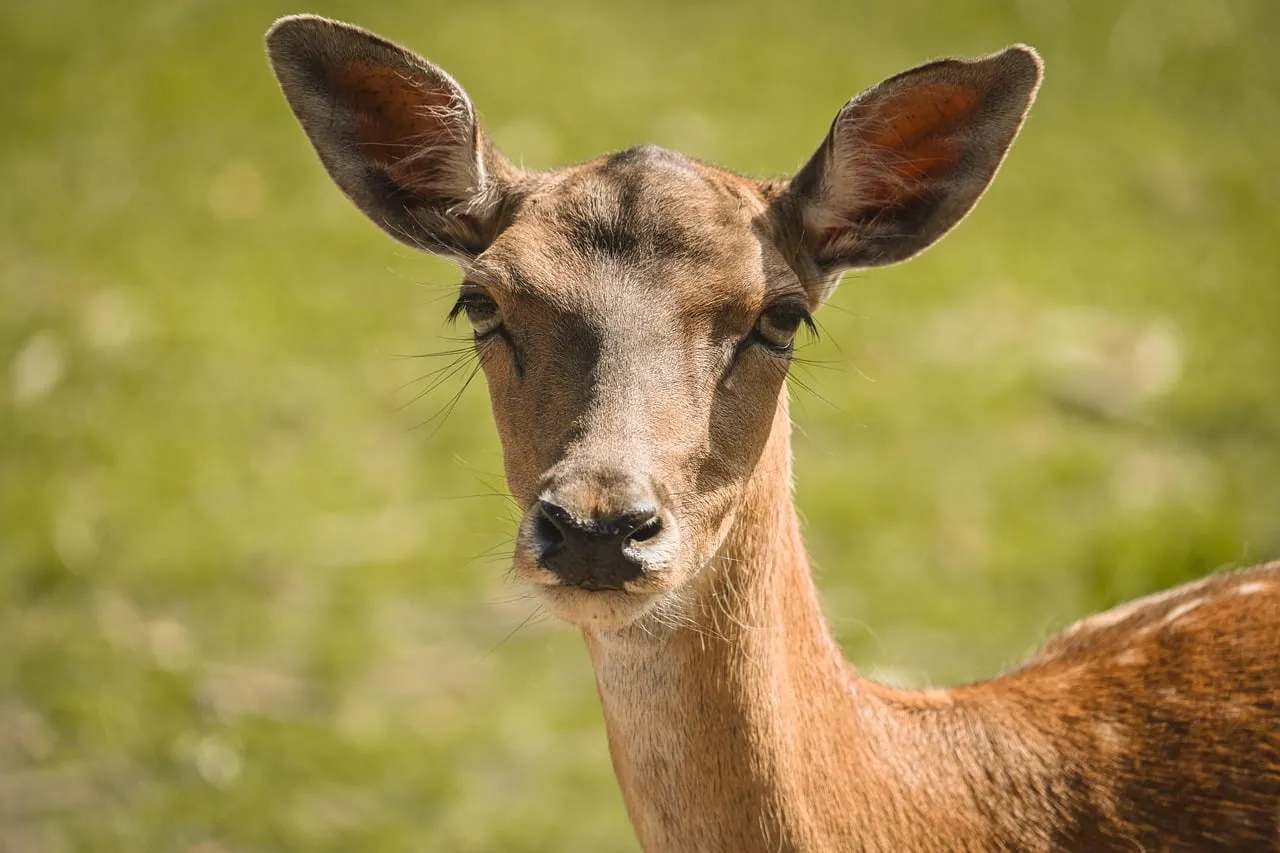 Captivating Deer Portrait: Wildlife's Gentle Gaze in Spring