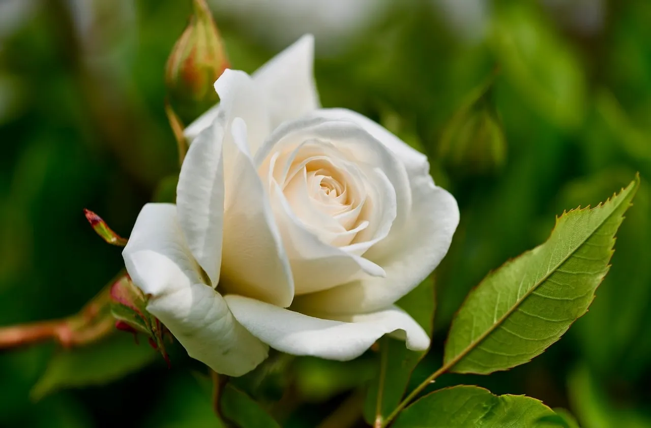 Stunning Ivory Rose Blossom: Elegant Spring Garden Macro