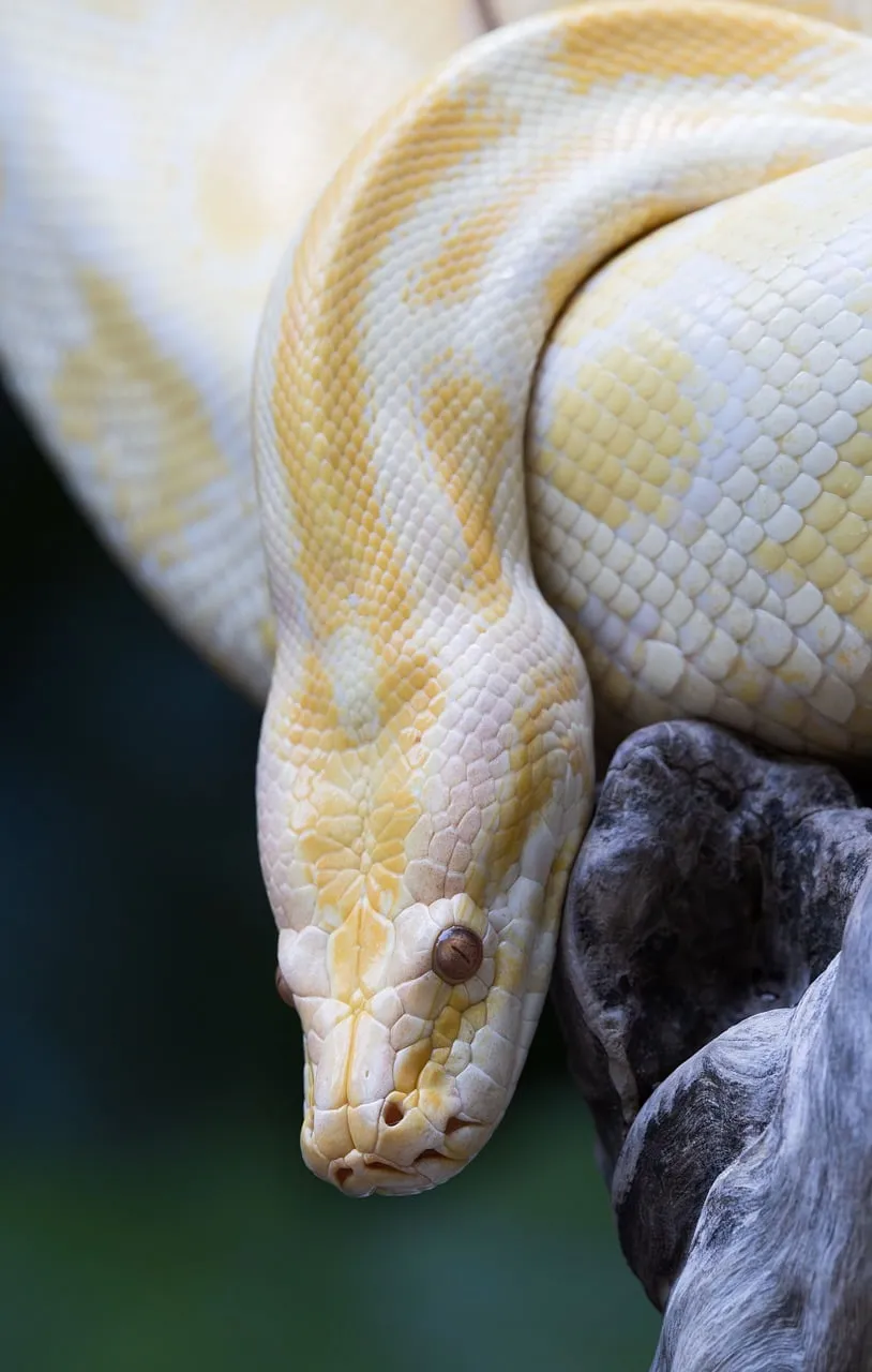Stunning Albino Python: A Close-up of Nature's Pale Beauty