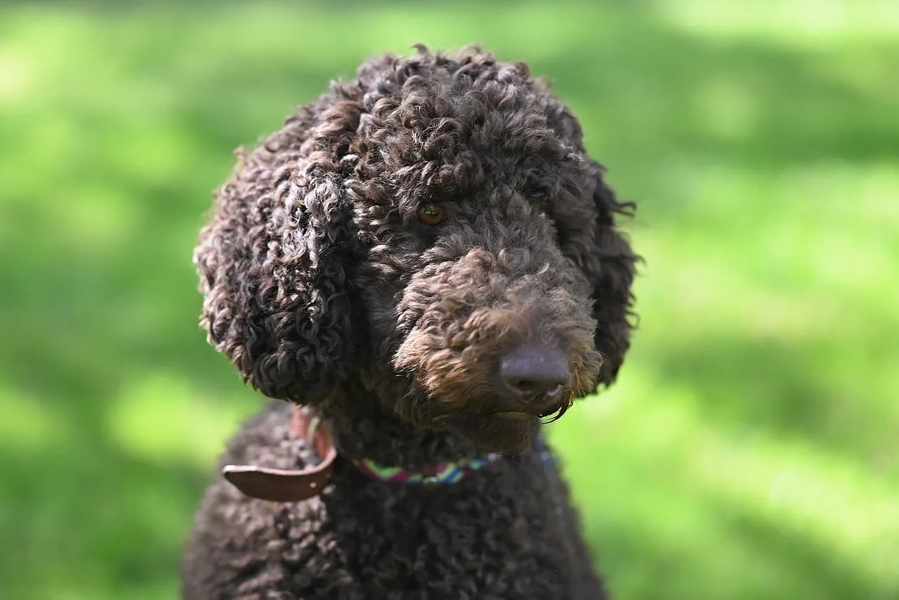 Charming Brown Poodle: A Loyal Companion Outdoors