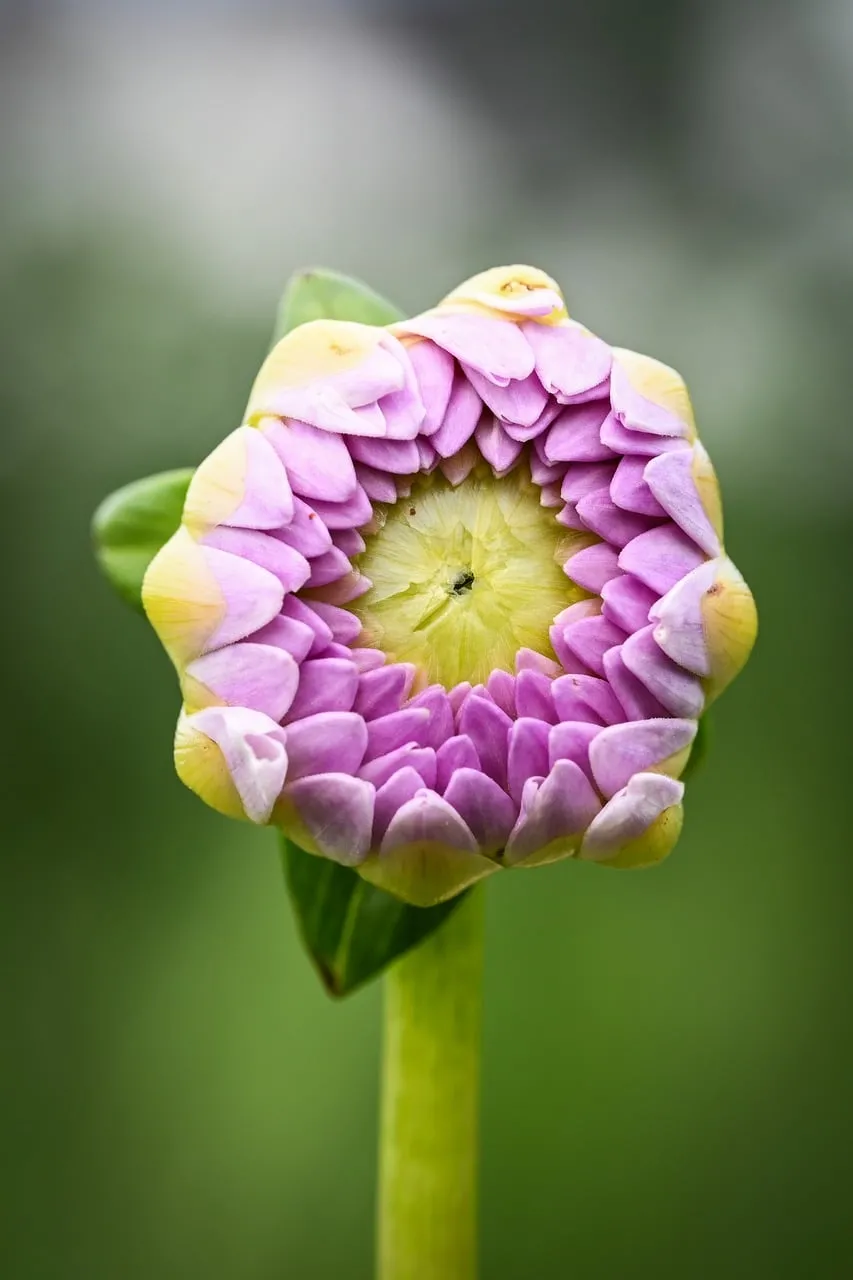 Vibrant Dahlia Bud: Nature's Intricate Pastel Unfolding