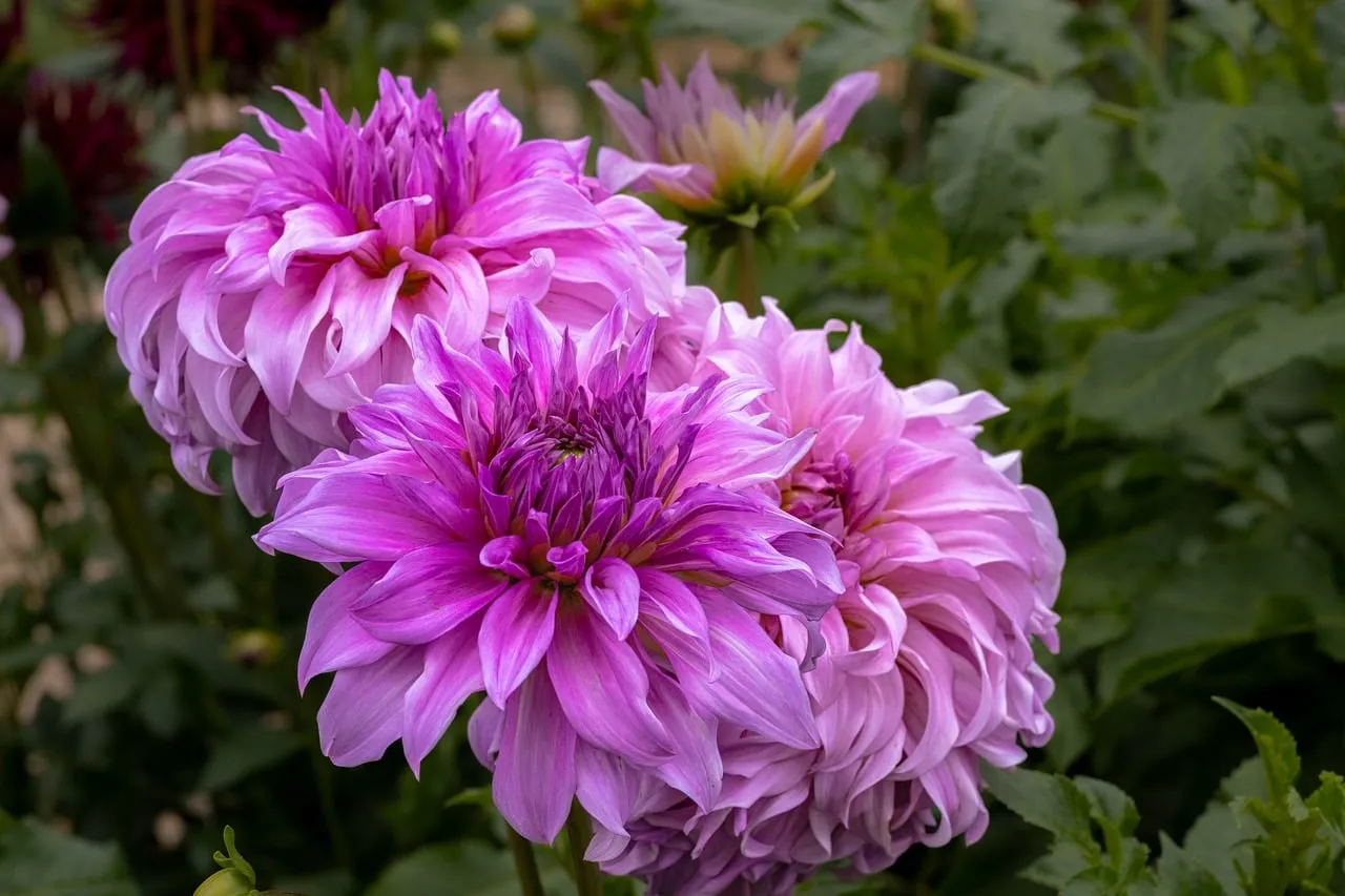 Vibrant Pink Dahlia Blooms: A Close-Up Garden Spectacle