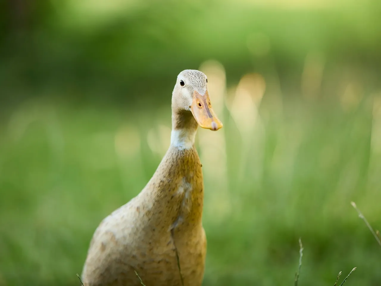 Charming Indian Runner Duck in Nature's Green Embrace