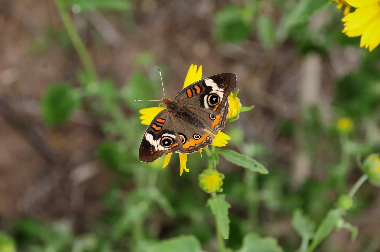 Vibrant Butterfly Pollinating a Sunny Yellow Flower